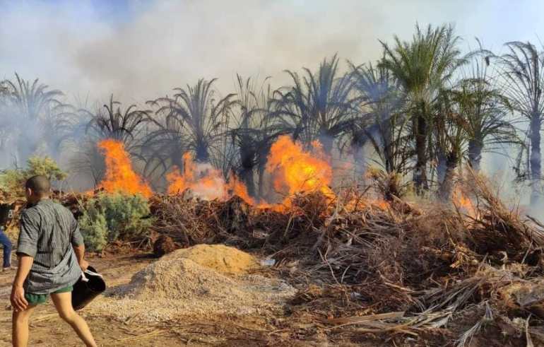 حريق قرية الراشدة بمحافظة الوادي الجديد المصرية أيقظ الاهتمام بضررة استغلال النواتج الثانوية لتقليم النخيل (أرشيفية )