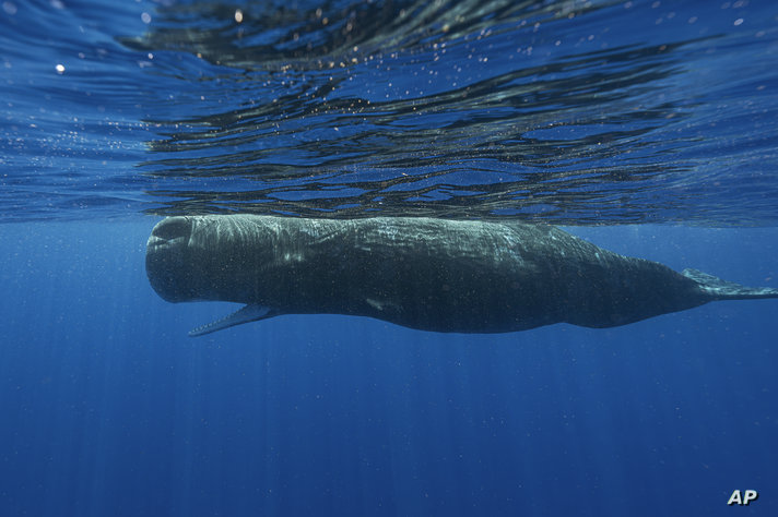 A sperm whale swims off the coast of Dominica in March 2024. In a study published Tuesday, May 7, in the journal Nature…